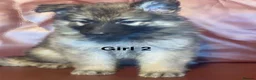 German Shepherd dogs for sale: Chunky, Long Coated German Shepherds - Advert 19