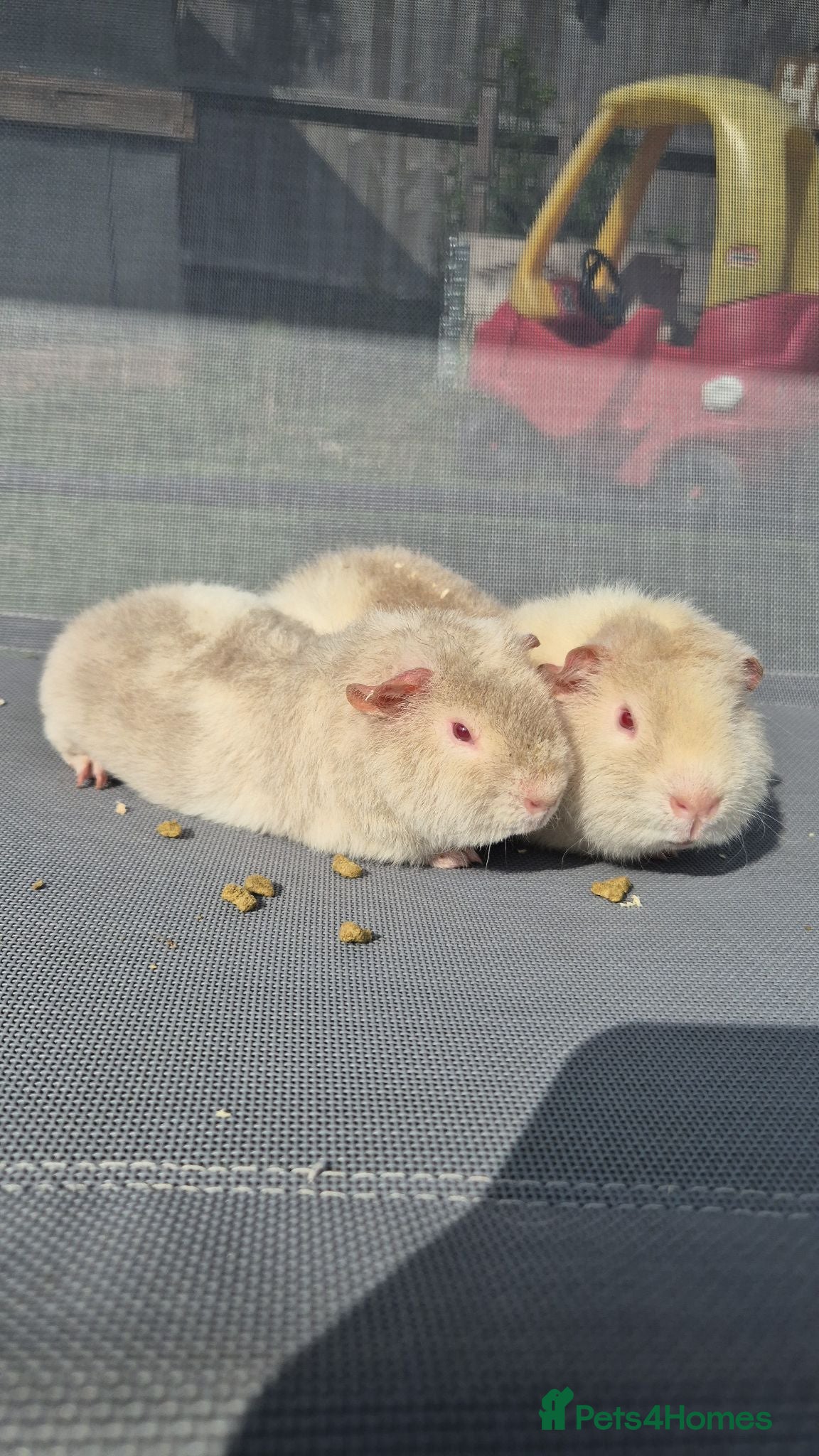 Guinea Pig rodents Father and Son white and lilac teddies - Advert 1