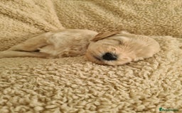 Labradoodle dogs for sale: Rare Roan Ebony Tiny/Mini Labradoodlese Puppies  - Image 19