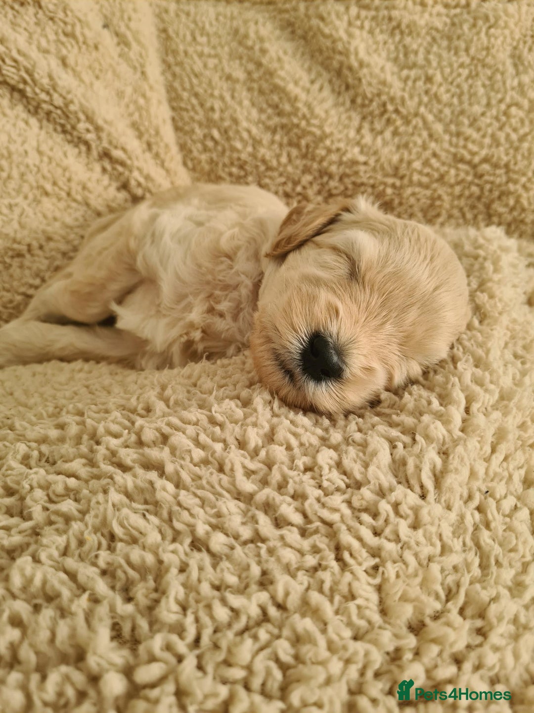 Labradoodle dogs for sale: Rare Roan Ebony Tiny/Mini Labradoodlese Puppies  - Image 19