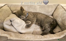British Shorthair cats for sale: British Shorthair Male Kitten–8 Months Old 🐾💙 - Image 6