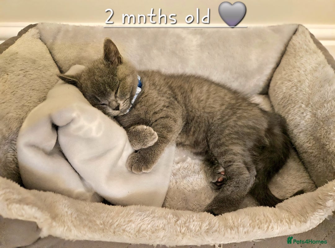 British Shorthair cats for sale: British Shorthair Male Kitten–8 Months Old 🐾💙 - Image 6