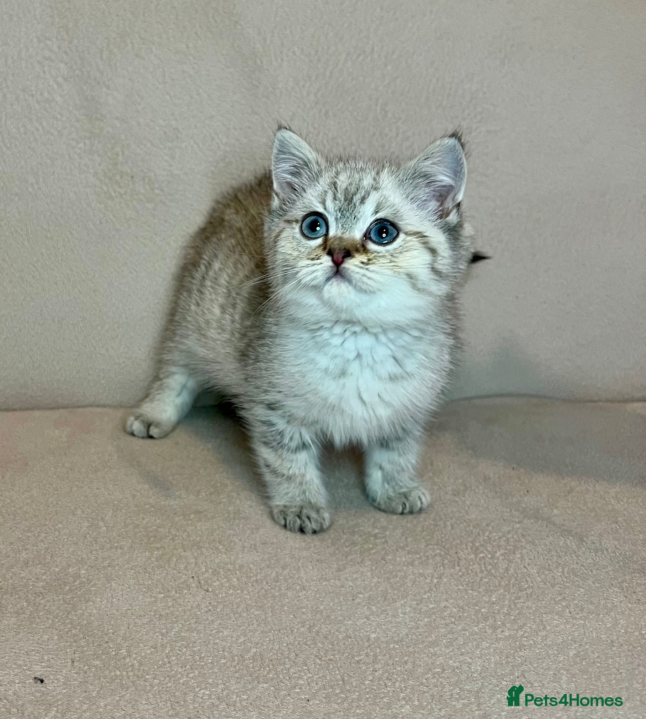 British Shorthair cats 🐾Pure BSH Kittens🐾  - Advert 12