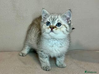 British Shorthair cats 🐾Pure BSH Kittens🐾 - Advert 2