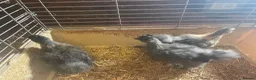 Chickens poultry for sale: Silkies available Pol and 6 weeks  - Advert 4