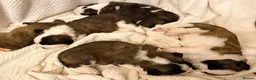 Saint Bernard dogs for sale: Outstanding KC Registered Saint Bernard Puppies - Advert 1