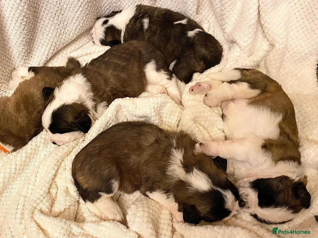 Saint Bernard dogs for sale: Outstanding KC Registered Saint Bernard Puppies - Advert 1