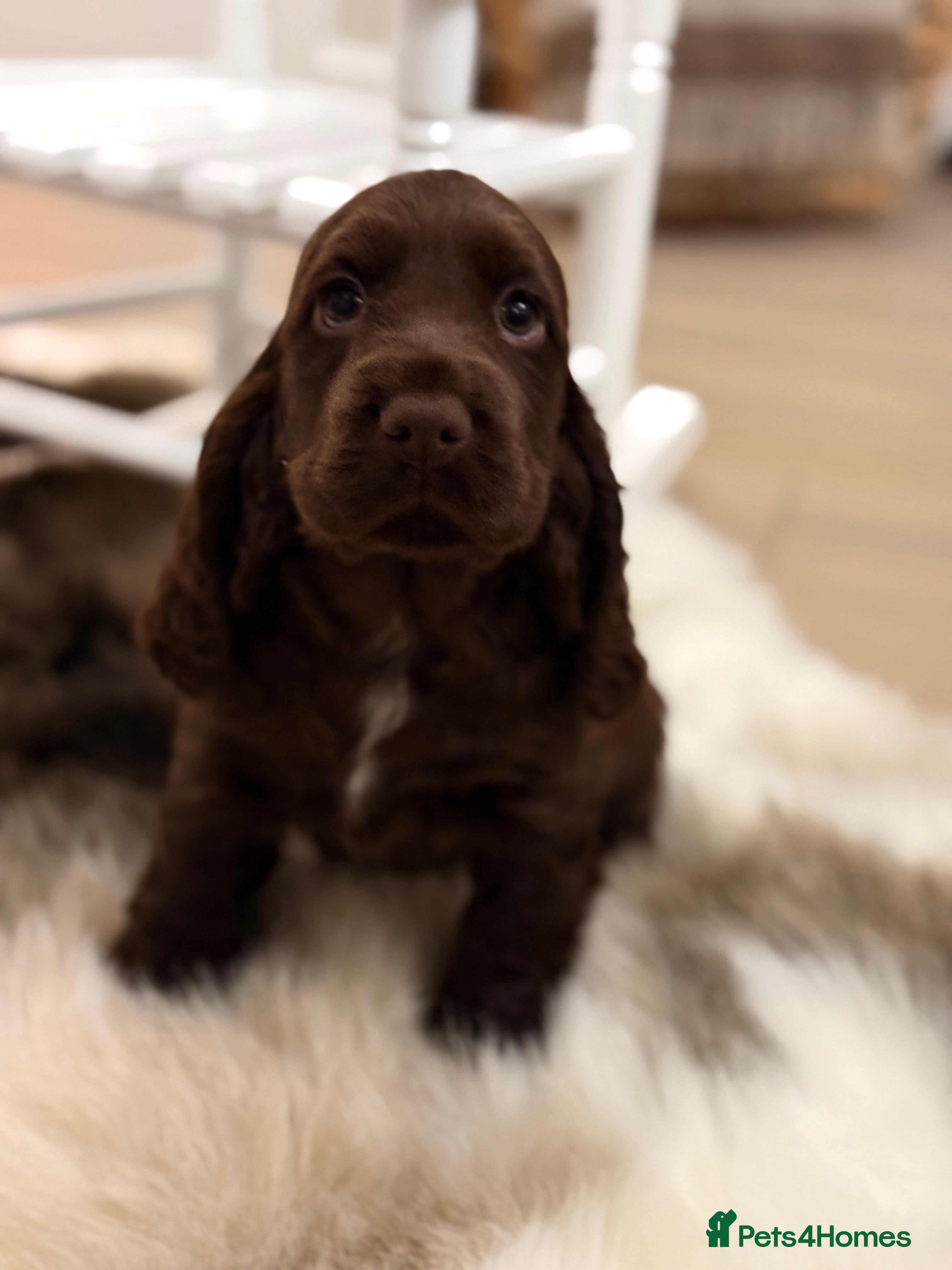Cocker Spaniel dogs Show cocker spaniels  - Advert 1
