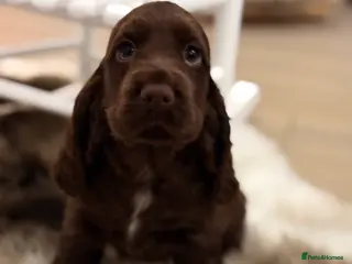 Cocker Spaniel dogs Show cocker spaniels - Advert 1