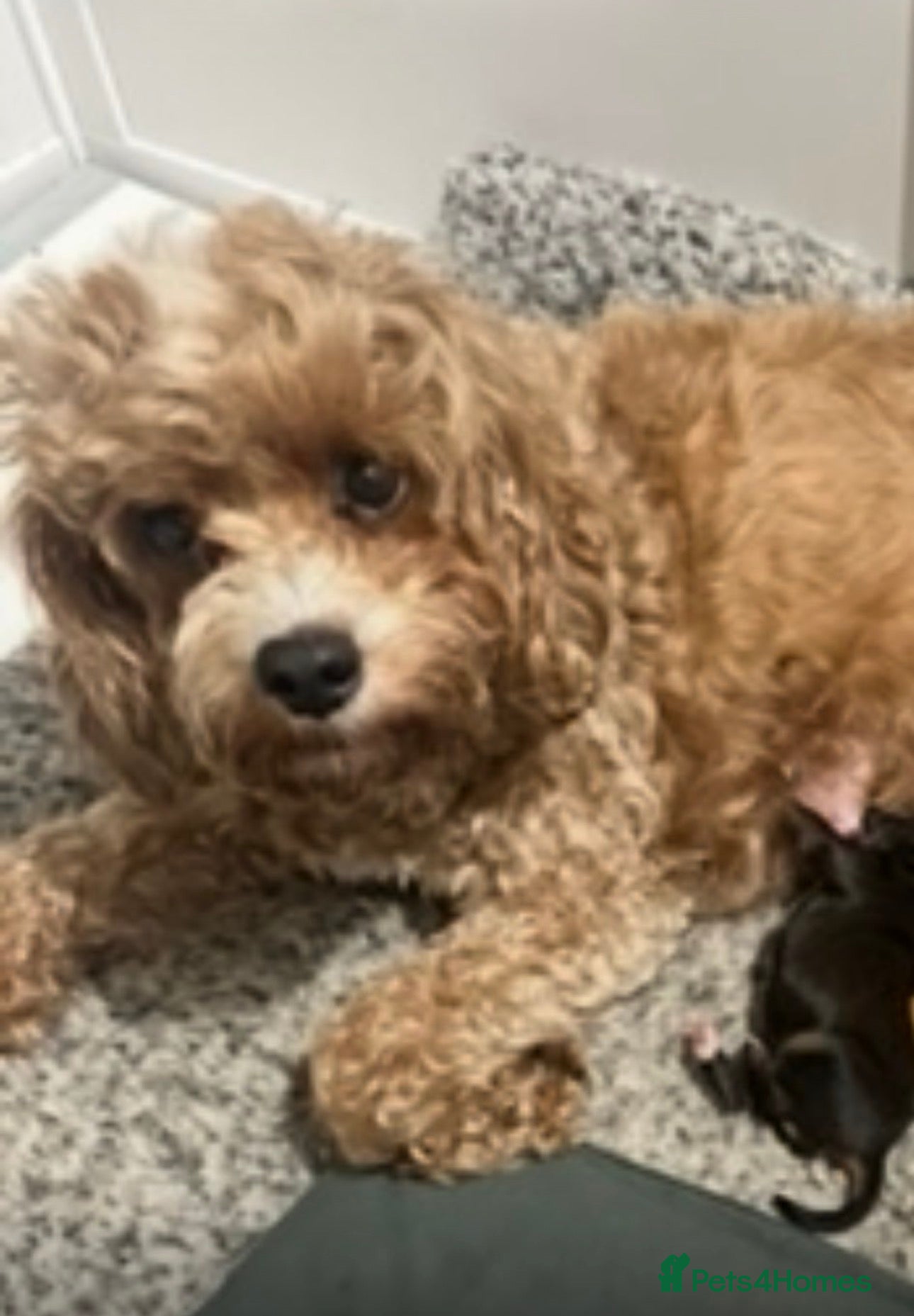 Mixed Breed dogs for sale: Cavapoochon puppies  in Worthing - Advert 5