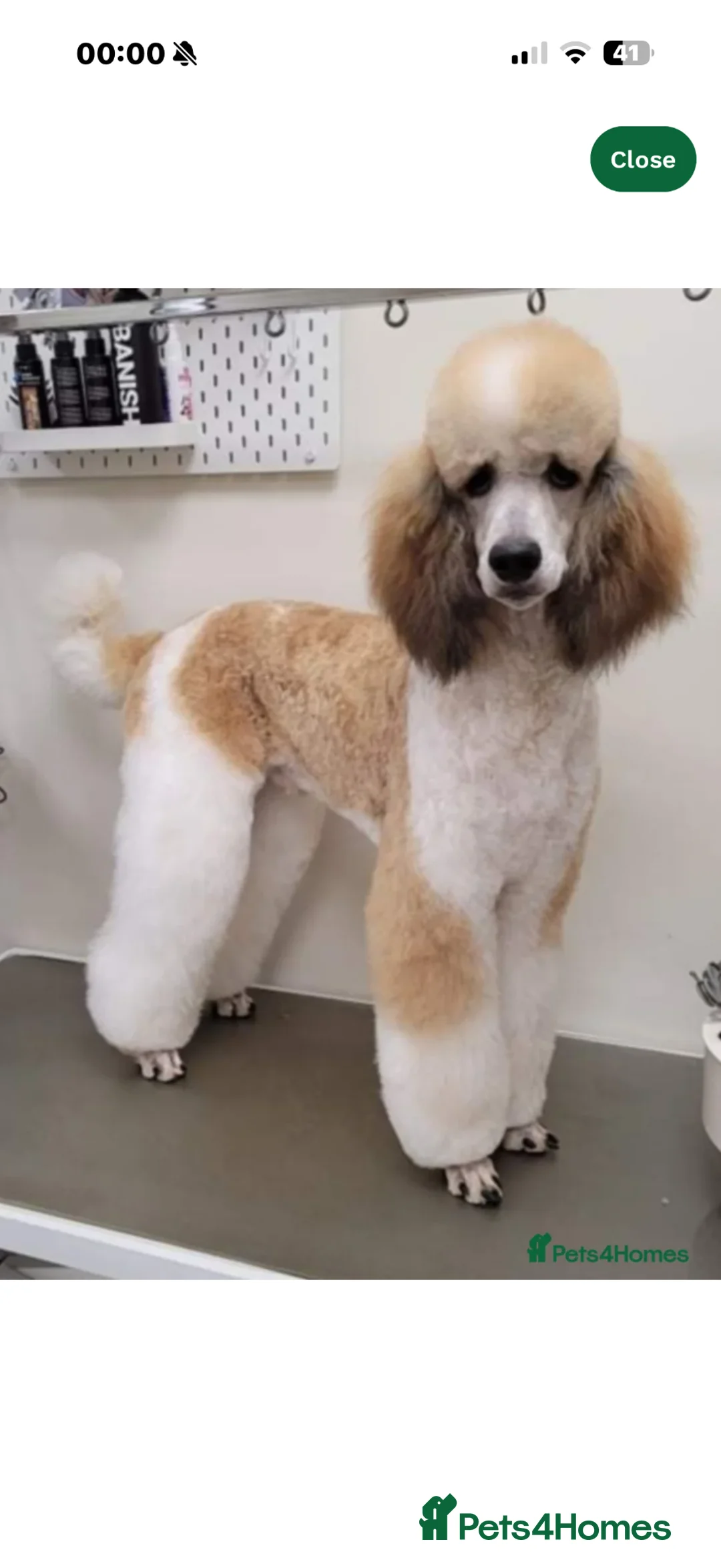 Goldendoodle dogs for sale: Beautiful f2b Golden doodles for sale  in Royston - Advert 11