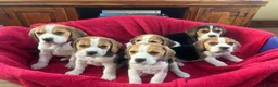 Beagle dogs for sale: Beautiful Beagle puppies for sale - Advert 1