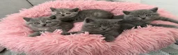 British Shorthair cats for sale: British Shorthair Kittens 🤍Ready to Leave in 1Wee - Advert 6