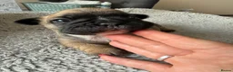 French Bulldog dogs for sale: TOP QUALITY KC REG FRENCH BULLDOG PUPPIES(HEALTHT) - Advert 31