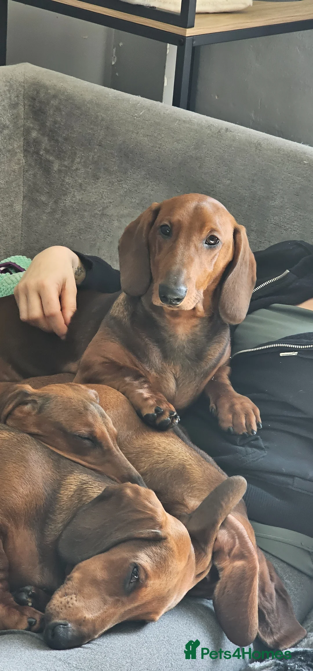 Dachshund dogs for sale: Standard smooth haired dachshund male 6 months  - Advert 3