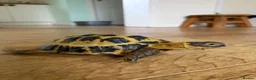 Tortoise reptiles for sale: Horsfield  in Barnoldswick - Advert 2