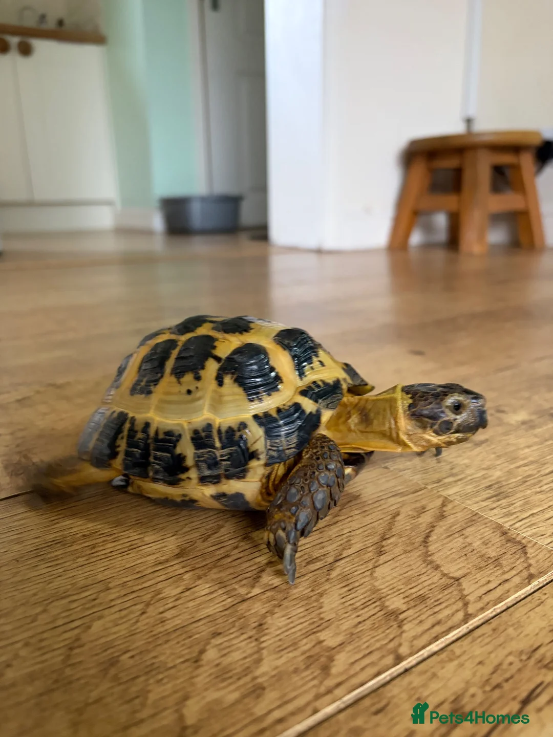 Tortoise reptiles for sale: Horsfield  in Barnoldswick - Advert 2