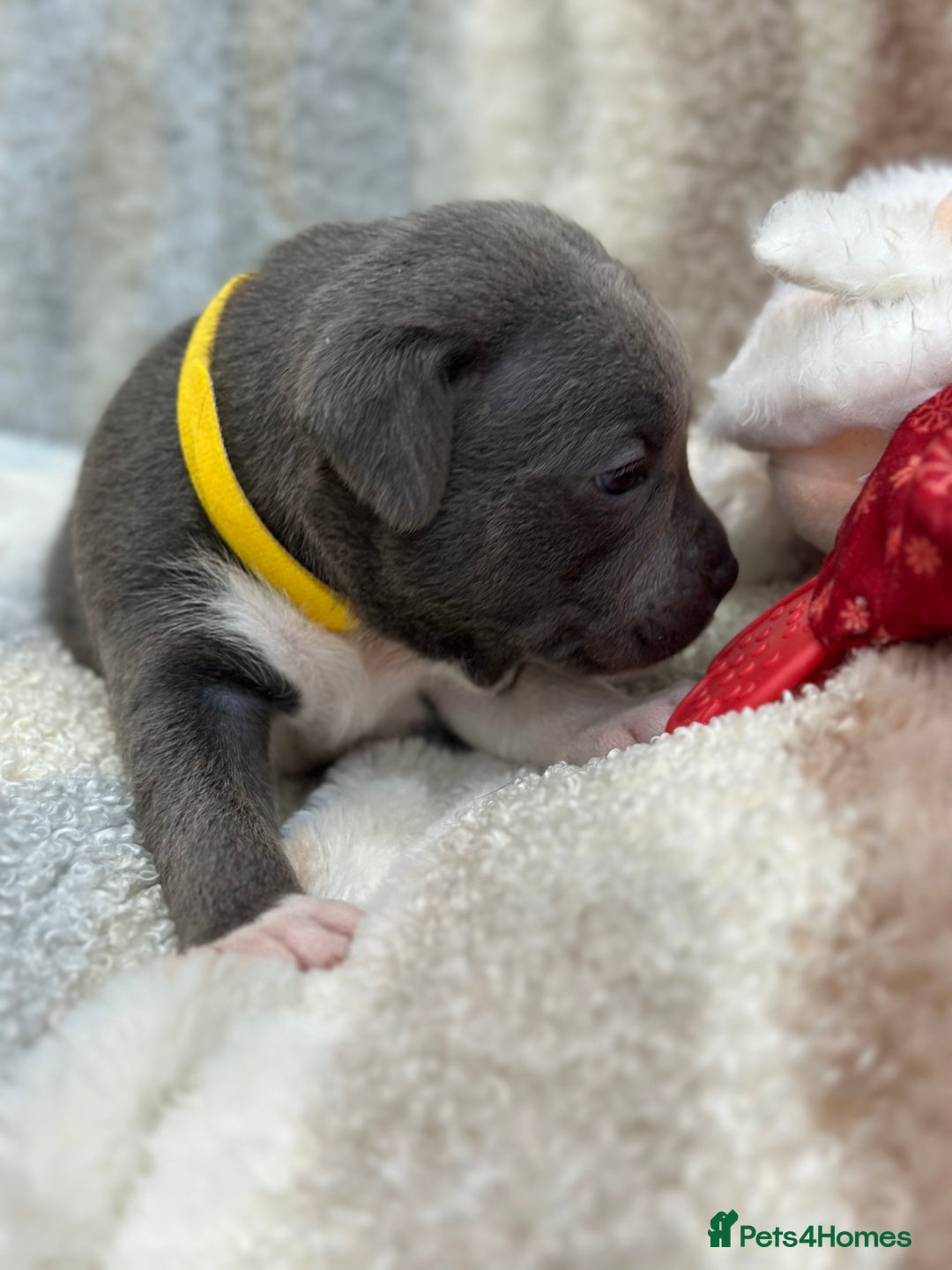 Staffordshire Bull Terrier dogs for sale: ✨🥰🐶 KC Registered Staffordshire Bull Terrier  🐾 - Advert 35
