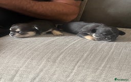 Mixed Breed dogs for sale: Chihuahua puppy’s  - Image 10