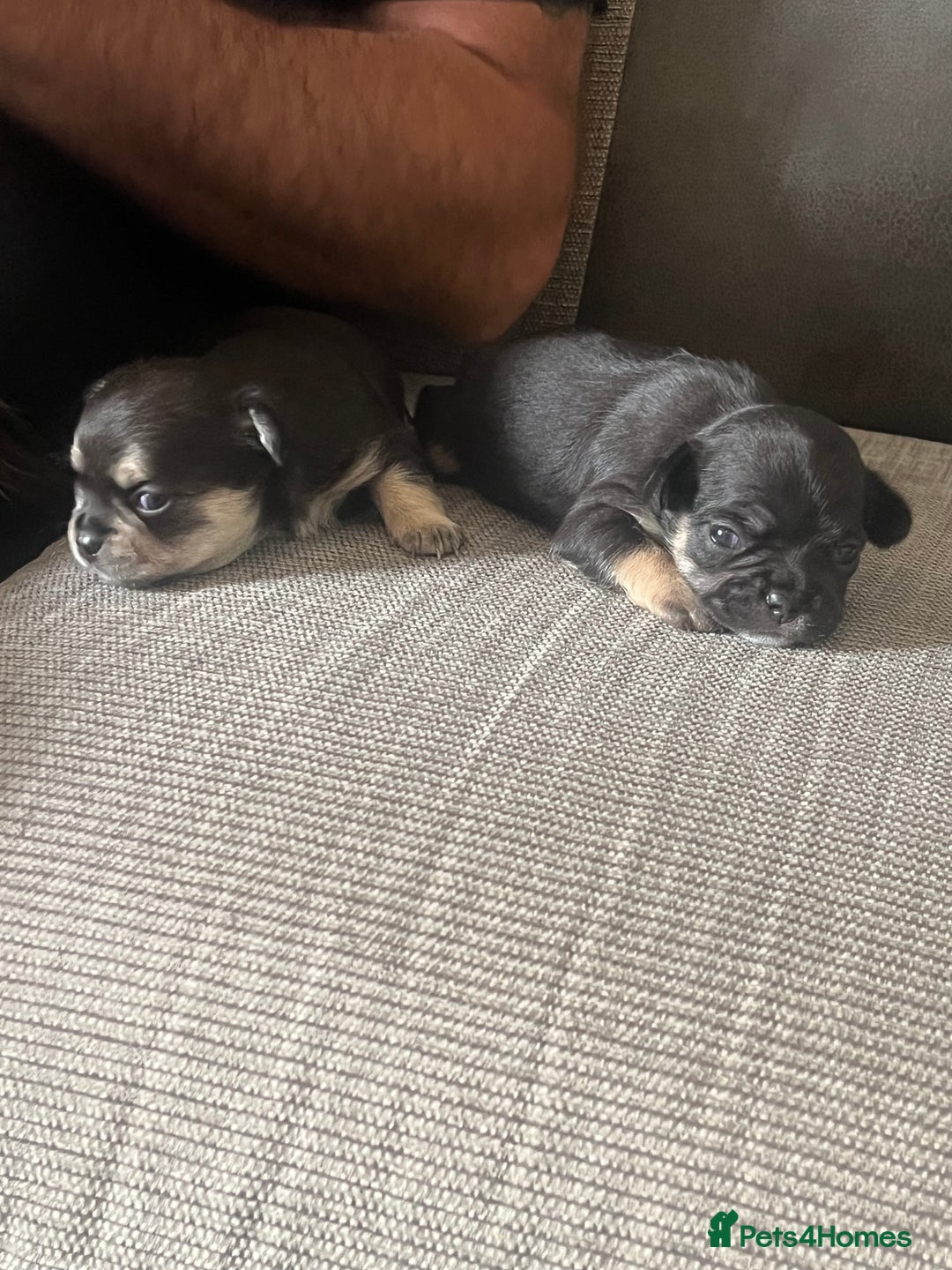 Mixed Breed dogs for sale: Chihuahua puppy’s  - Image 10