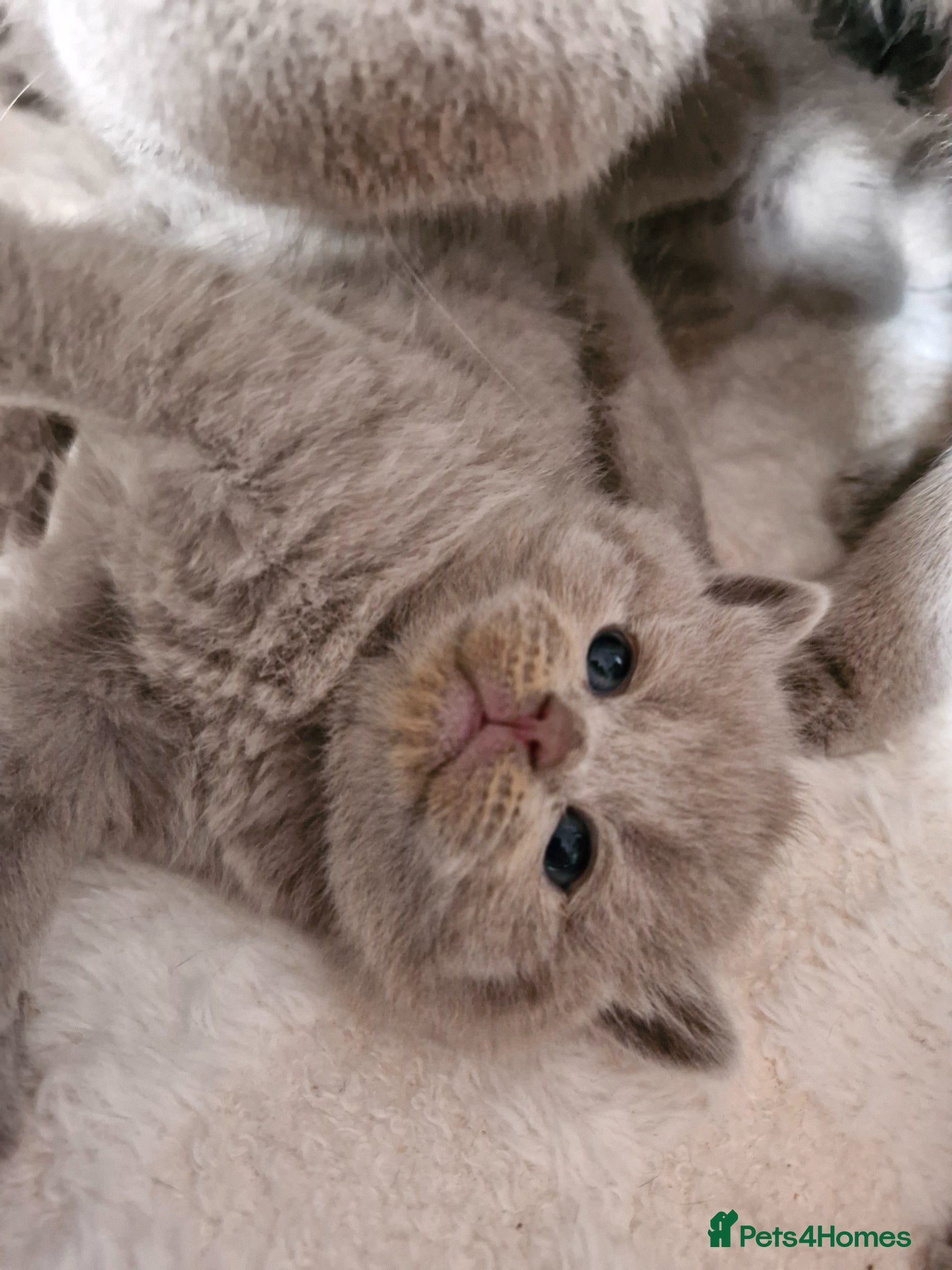 British Shorthair cats British shorthair blue and lilac - Advert 2