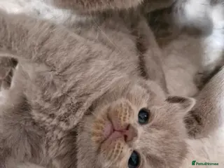 British Shorthair cats British shorthair blue and lilac - Advert 2