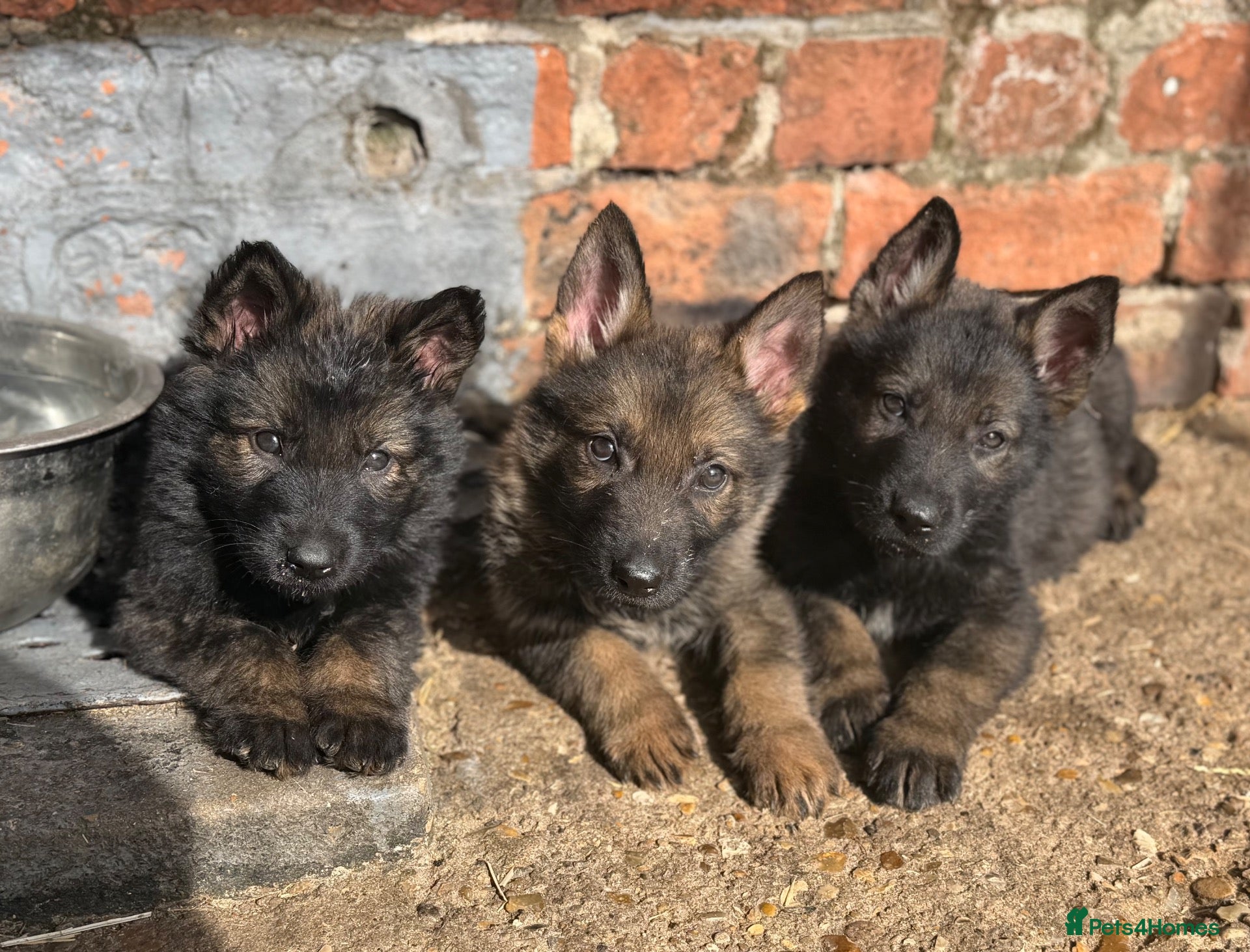 German Shepherd dogs STRONG ALERT PUPS - Advert 1