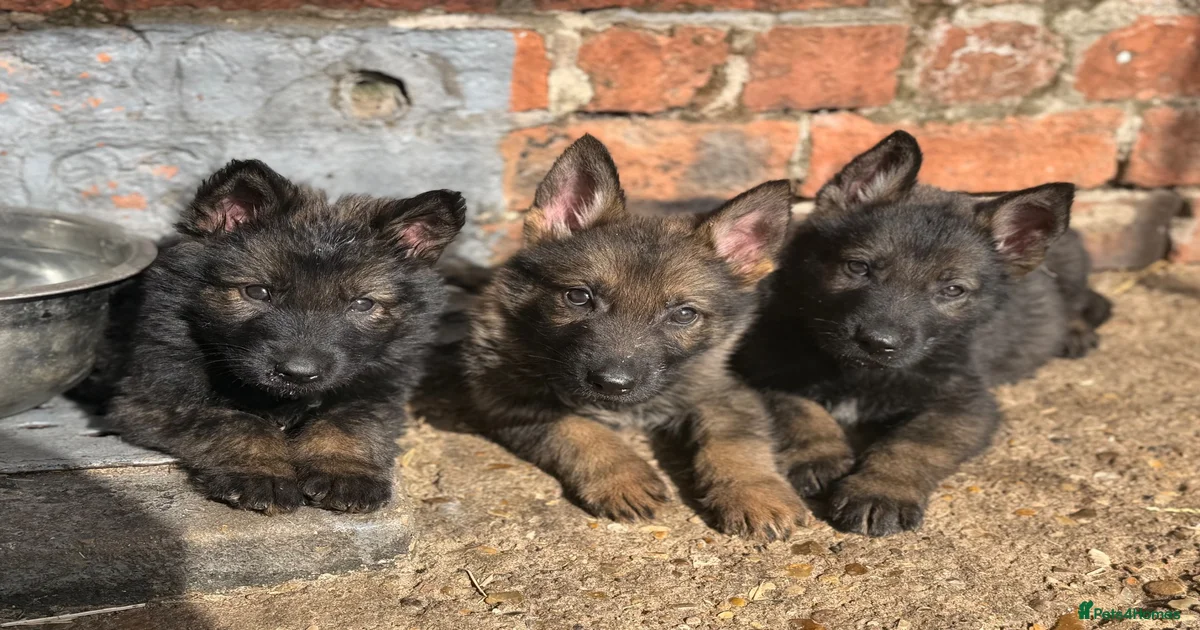 Puppies for sale in Hull, East Riding of Yorkshire | Pets4Homes