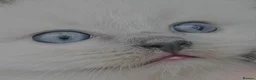 Ragdoll cats for sale: Perfect Beautiful Little Ragdoll Boy - Advert 7