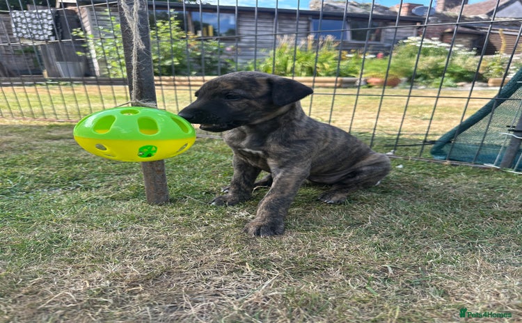 Mixed Breed dogs - Advert 14