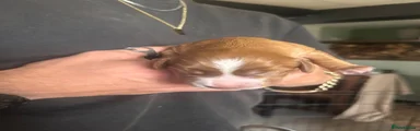 Ginger 