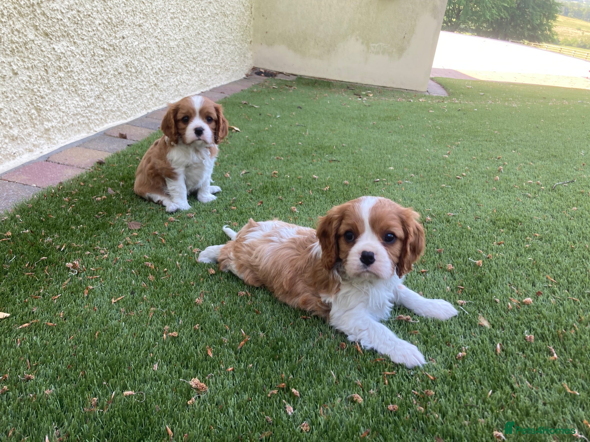 Cavalier King Charles Spaniel dogs Super KC blenheim pups from health tested parents - Advert 1