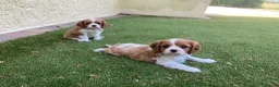 Cavalier King Charles Spaniel dogs for sale: Super KC blenheim pups from health tested parents - Advert 4
