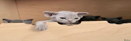 Devon Rex cats for sale: Beautiful blue boy and lilac girl!!!!! - Advert 21