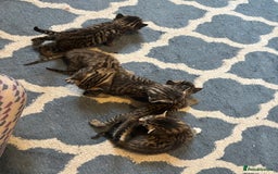 Bengal cats for sale: Bengal and half breed Bengal kittens  - Image 10