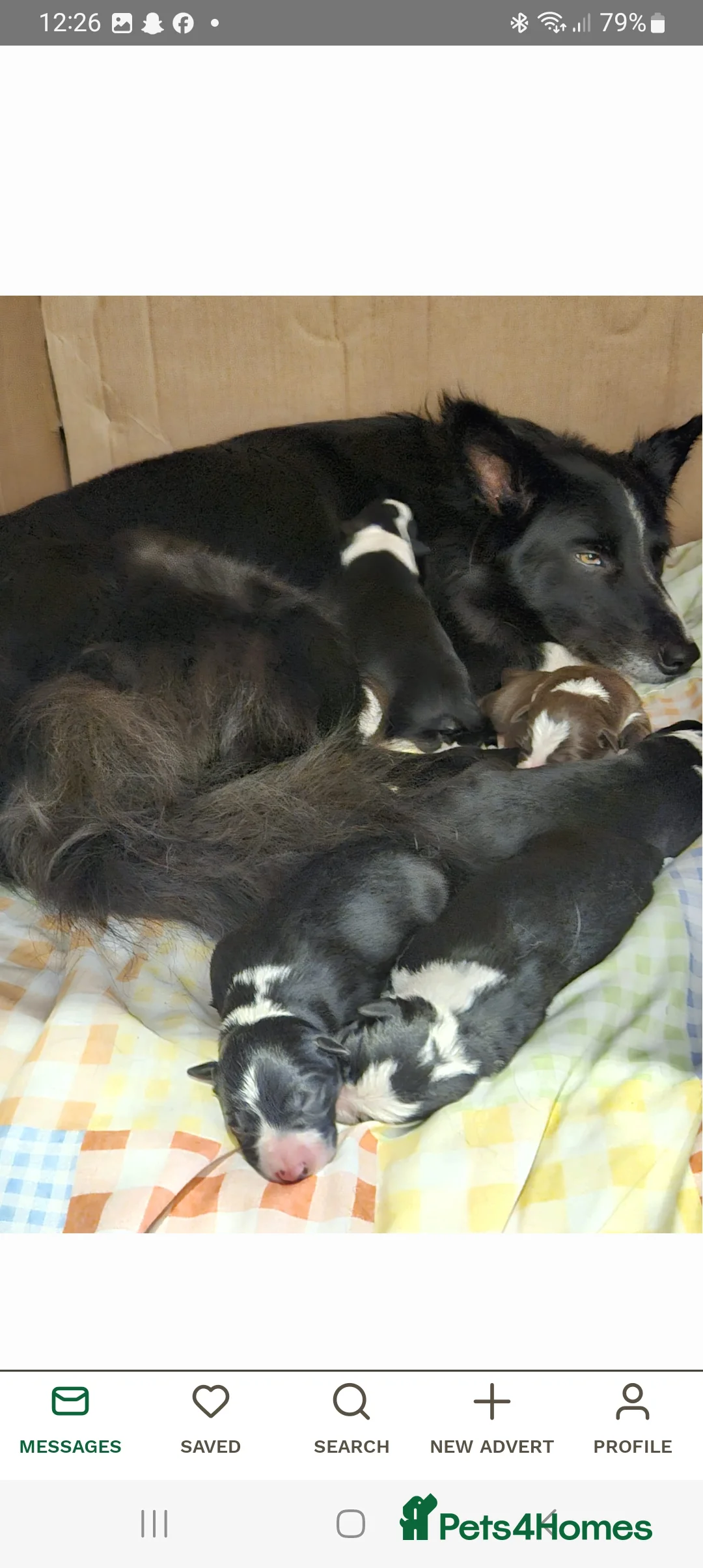 Border Collie dogs for stud: Milo for stud (PROVEN) in Chesterfield - Advert 20