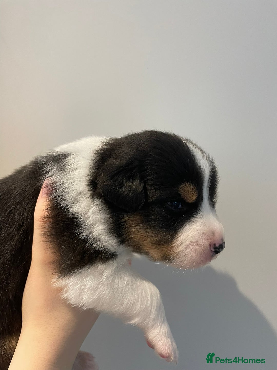 Australian Shepherd dogs for sale: Exceptional Australian Shepherd Puppies - Advert 7