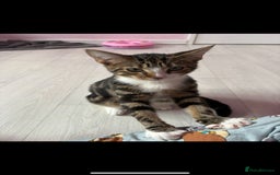 Domestic Shorthair cats for sale: Brother cats for sale - Advert 8