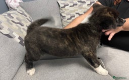 Japanese Akita Inu dogs for sale: Japonese Akita Inu - Advert 16