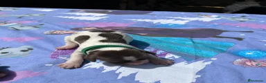 English Springer Spaniel Puppy 6