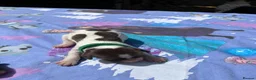 English Springer Spaniel dogs for sale: FTCH Springer spaniels liver and white  - Advert 3