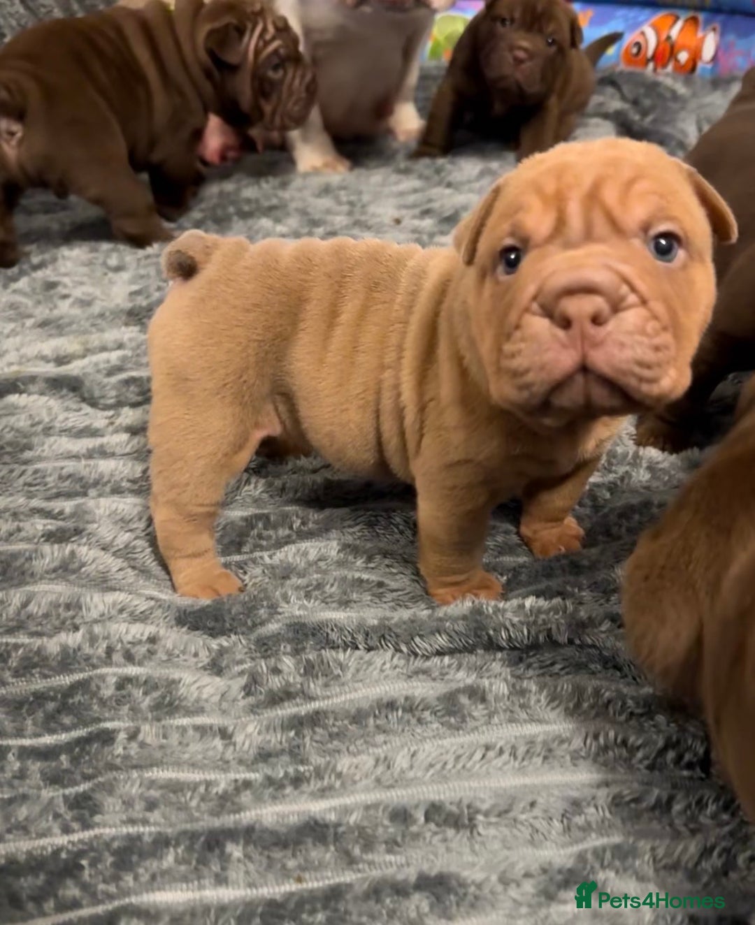 Mixed Breed dogs for sale: Bullpei Puppies 🐶 Purple One Left  - Advert 11