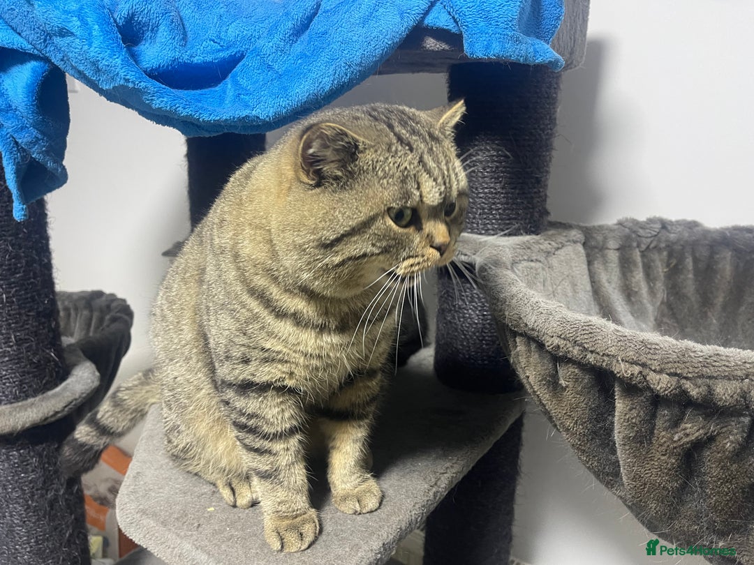 British Shorthair cats for sale: Large british shorthair boy very loving - Image 7