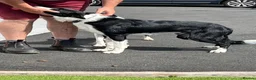 Border Collie dogs for sale: Border collie puppies  - Advert 17