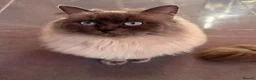 Ragdoll cats for sale: FULL RAGDOLL KITTENS  - Advert 13