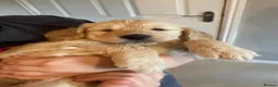 Goldendoodle dogs for sale: Two gorgeous goldendoodles. F1 girls - Advert 8