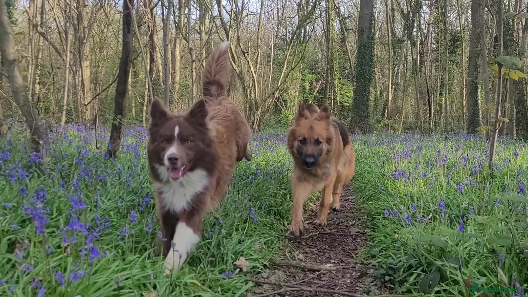 Border Collie dogs for sale: Intact Male Border Collie - KC Registered  - Advert 2