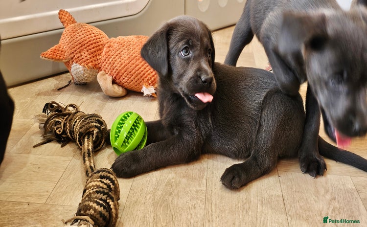 Labrador Retriever dogs - Advert 2