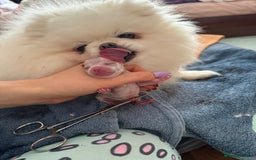 Pomeranian dogs for sale: SUPER TINY ICE WHITE POMERANIAN BOY - Image 39