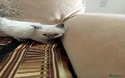 Ragdoll cats for sale: Ragdoll kittens  - Image 7